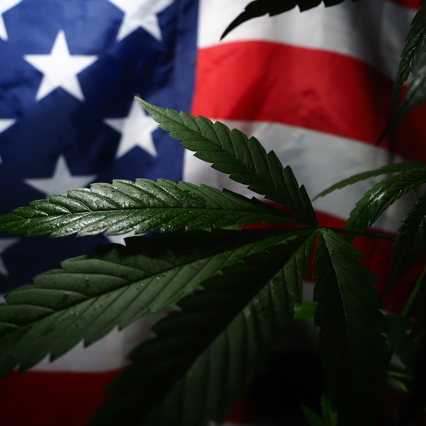 Why Cannabis is a great industry for veterans